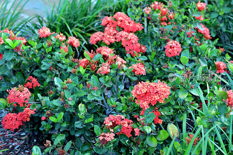 野蔷薇/森林之火:小管状，深红色的花，密集的圆形簇生
